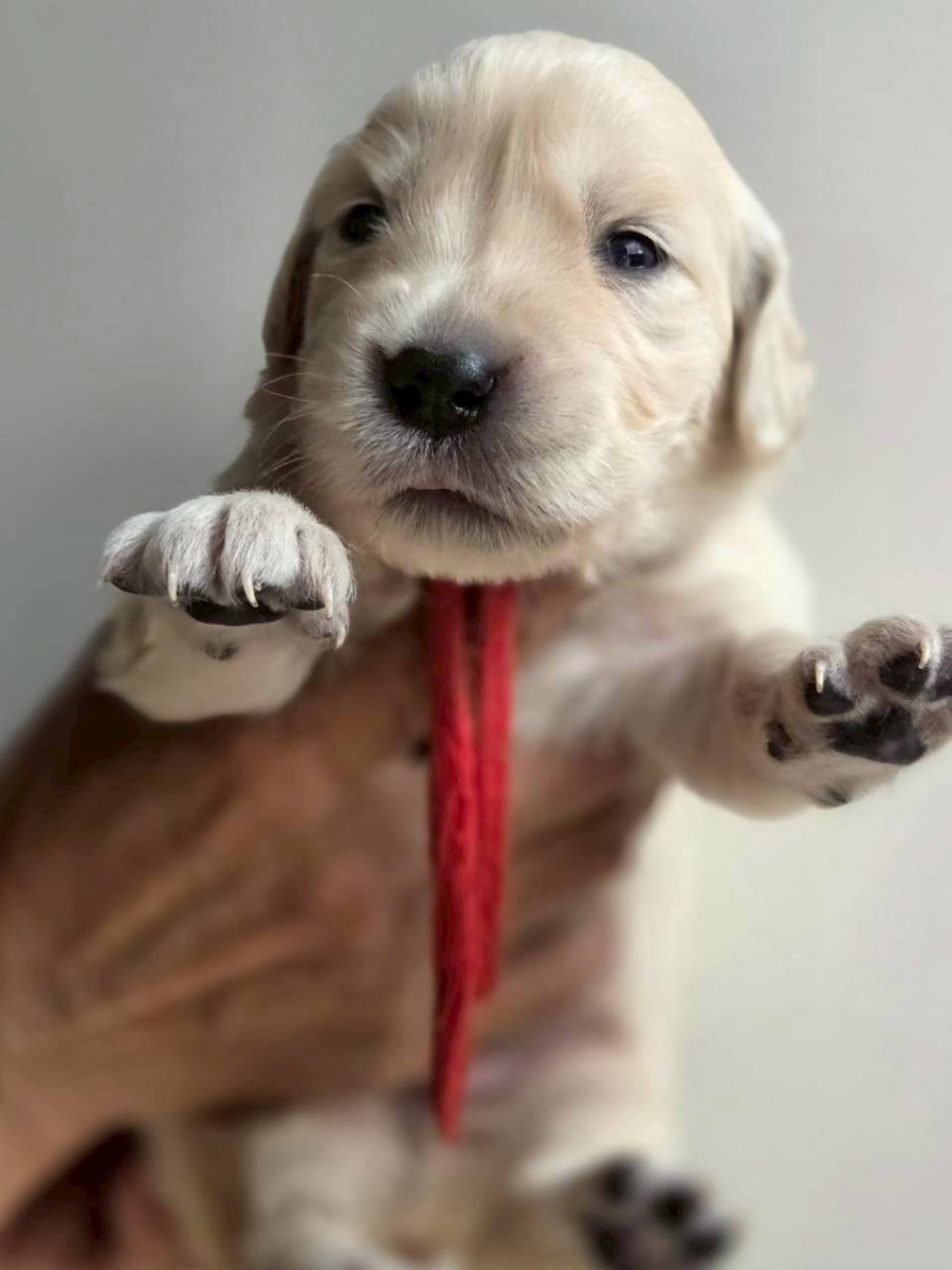 ゴールデンレトリーバー　赤