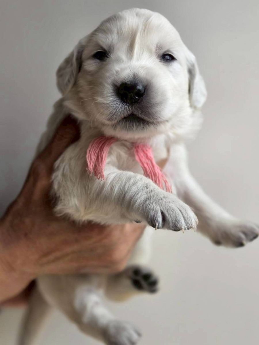 ゴールデンレトリーバー　ピンク