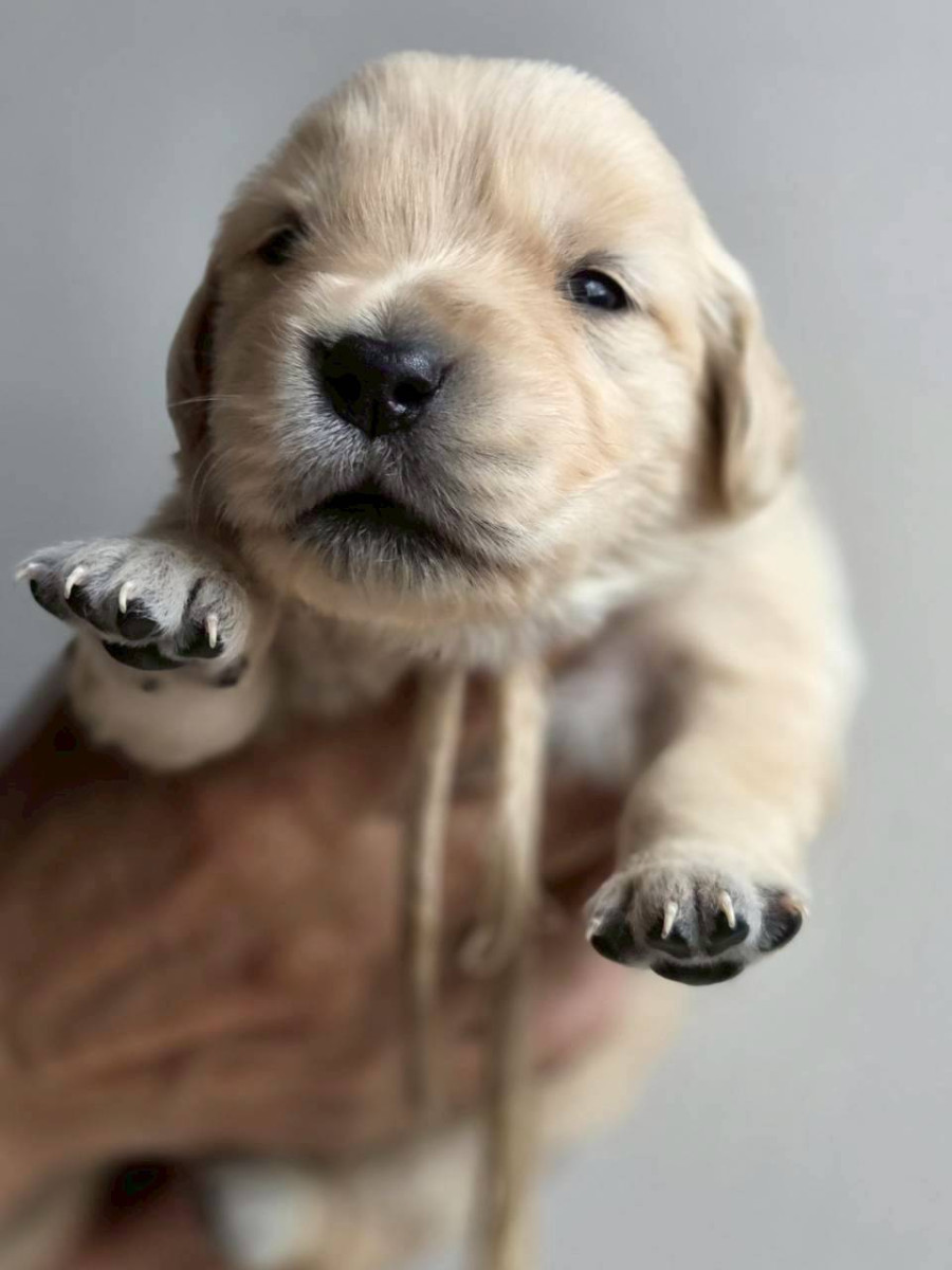 ゴールデンレトリーバー　薄ピンク