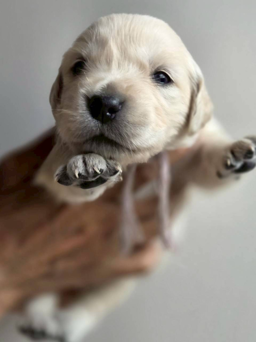 ゴールデンレトリーバー　　　　薄紫