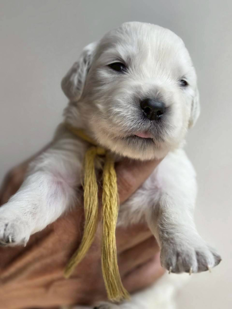 ゴールデンレトリーバー　　　　黄色