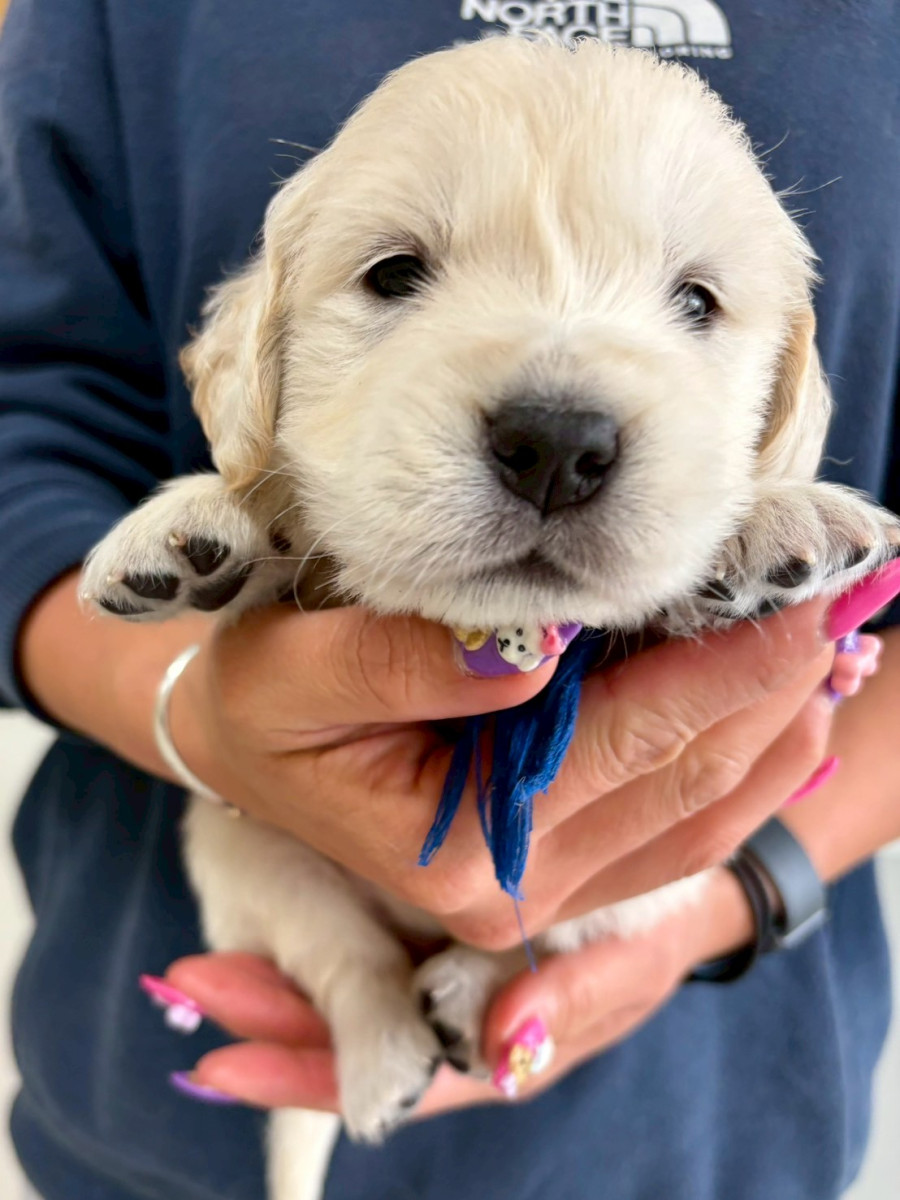 ゴールデンレトリーバー　青