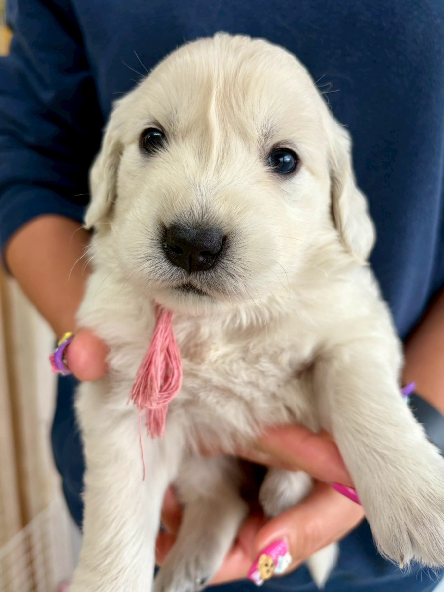 ゴールデンレトリーバー　ピンク