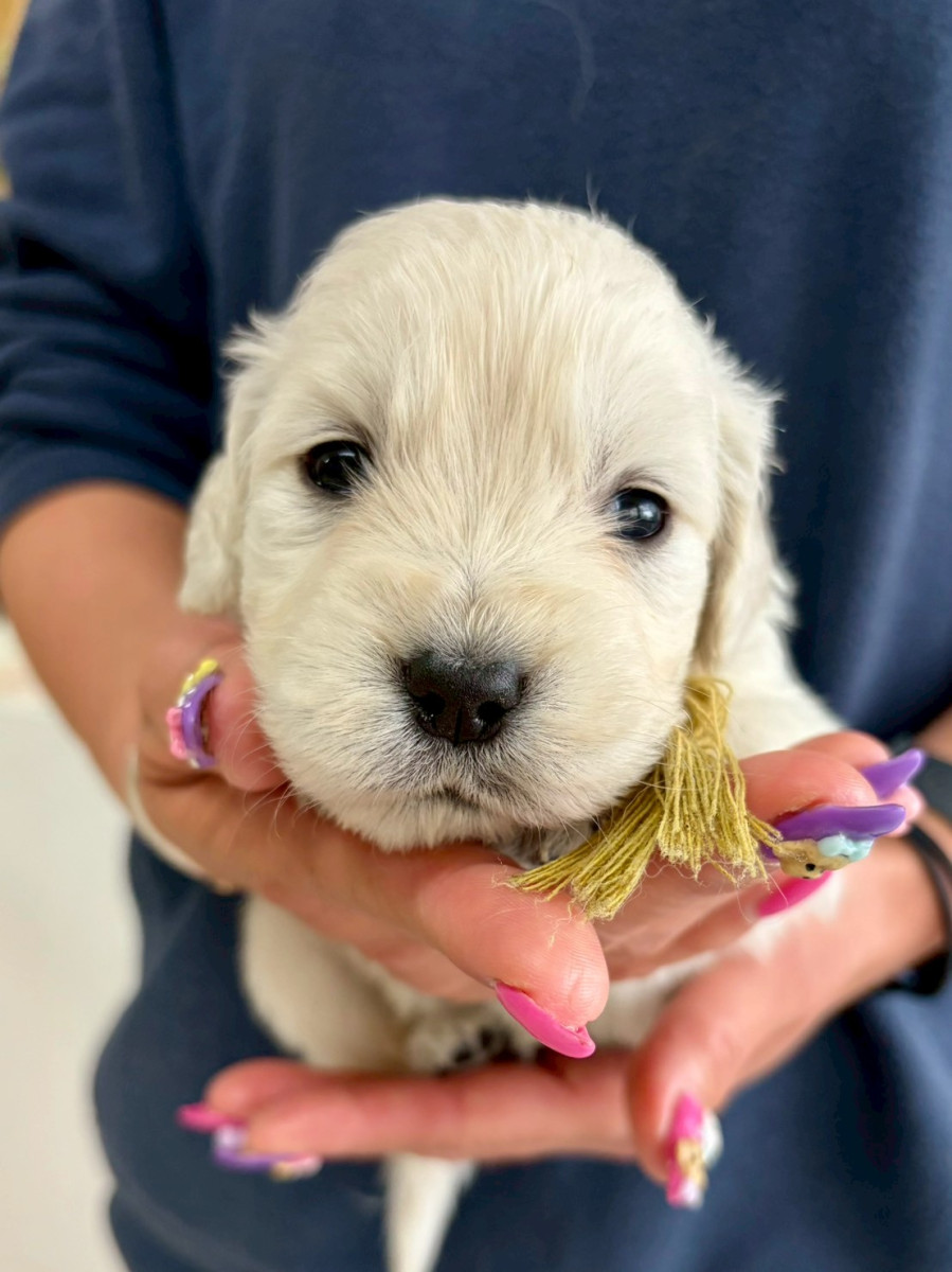 ゴールデンレトリーバー　　　　黄色