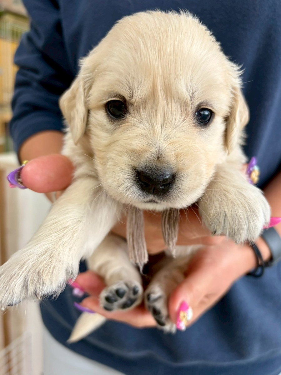 ゴールデンレトリーバー　　　　薄紫