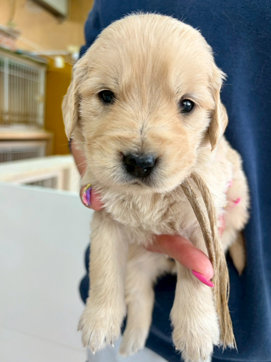 ゴールデンレトリーバー　薄ピンク