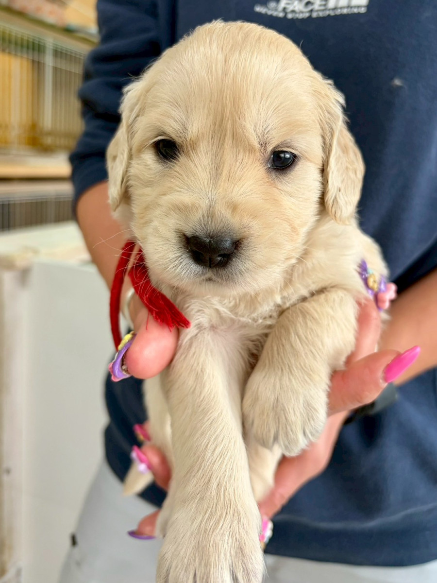 ゴールデンレトリーバー　赤