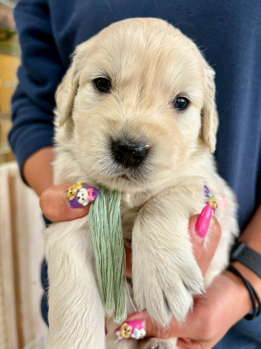 ゴールデンレトリーバー　水色