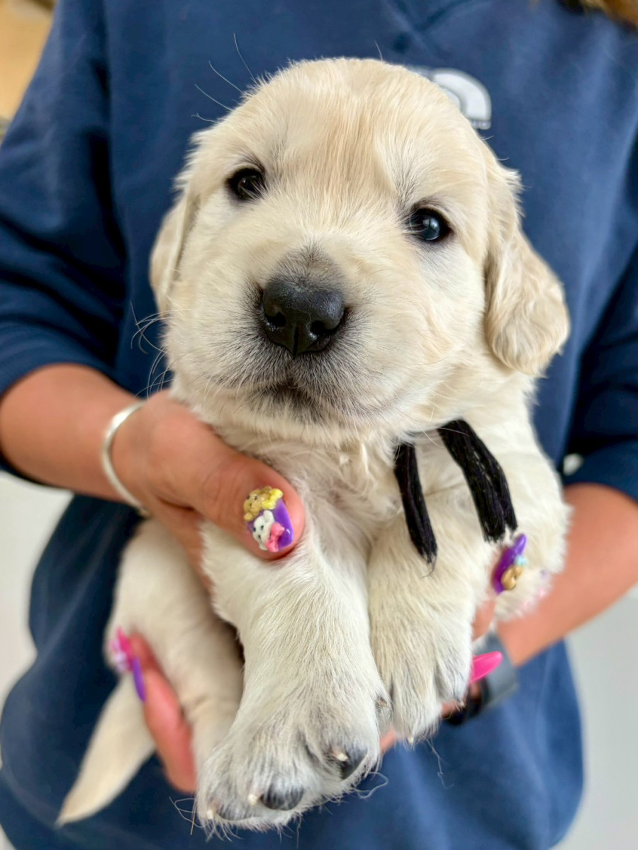 ゴールデンレトリーバー　黒