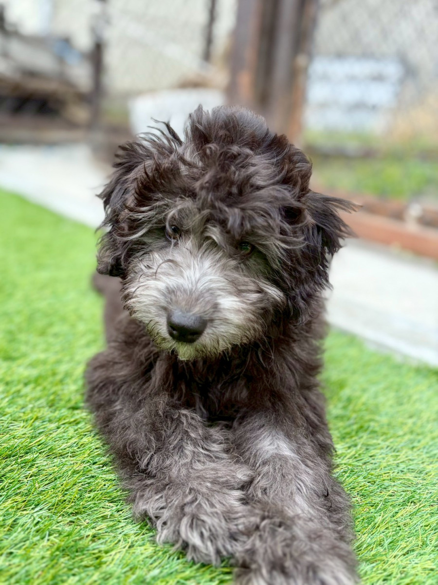 ミディアムオージードゥードル　白