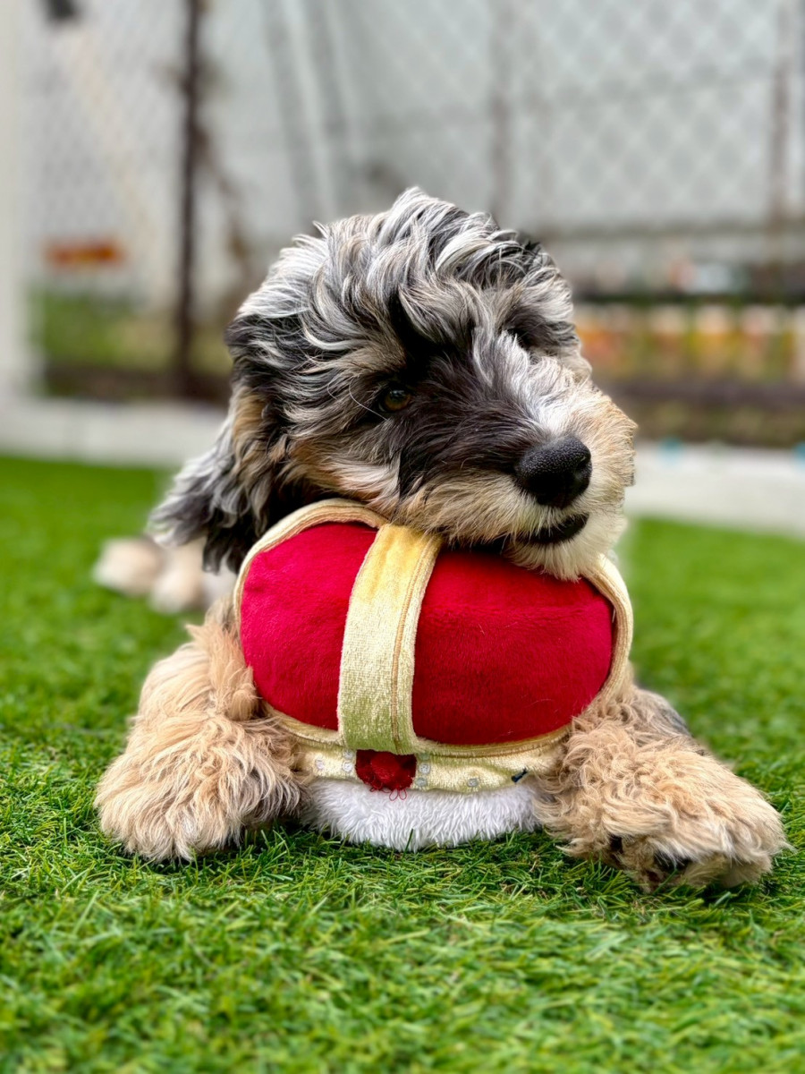 ミディアムオージードゥードル　薄ピンク