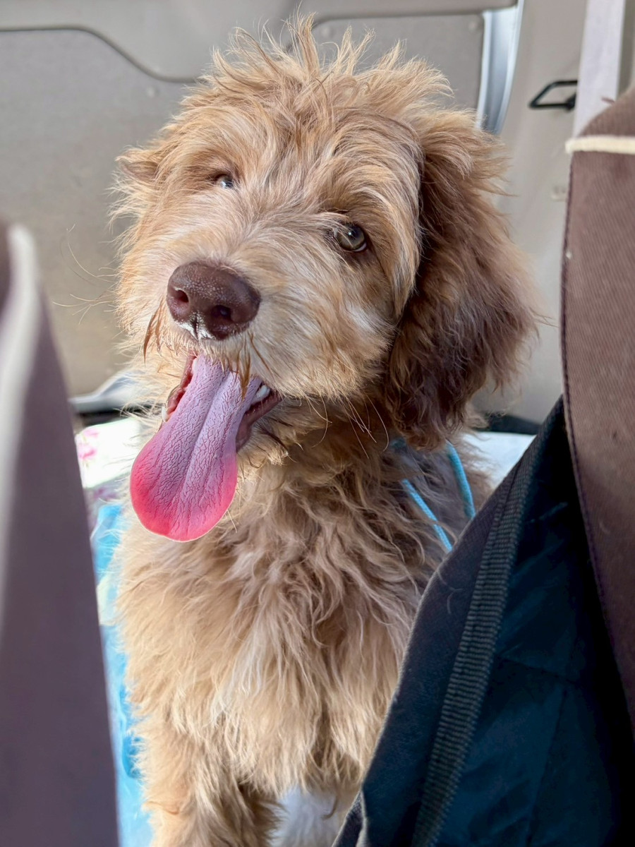 オージードゥードル　水色