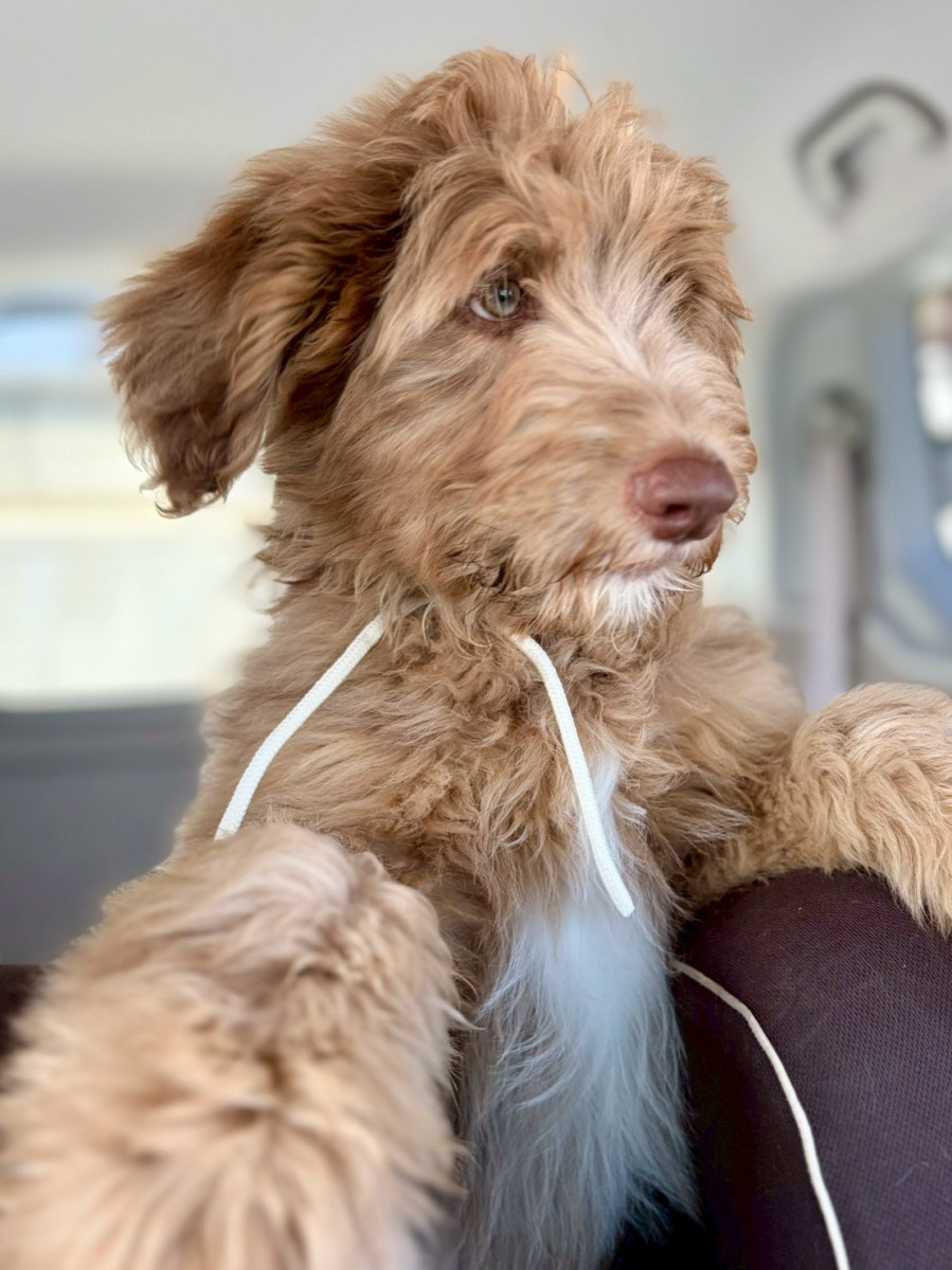 オージードゥードル　白色