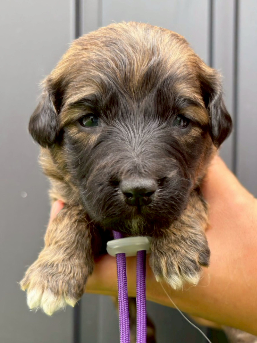 オージードゥードル　　　紫