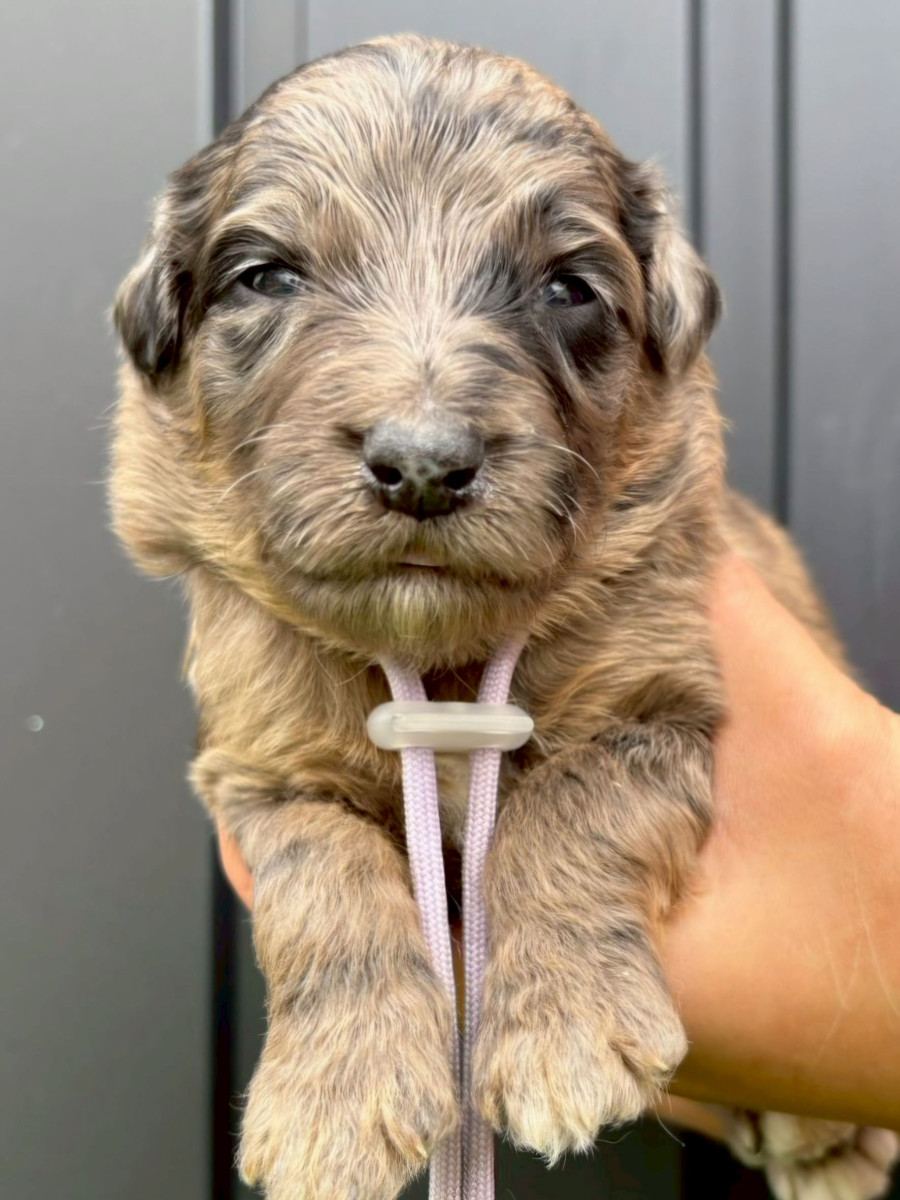 オージードゥードル　薄ムラサキ