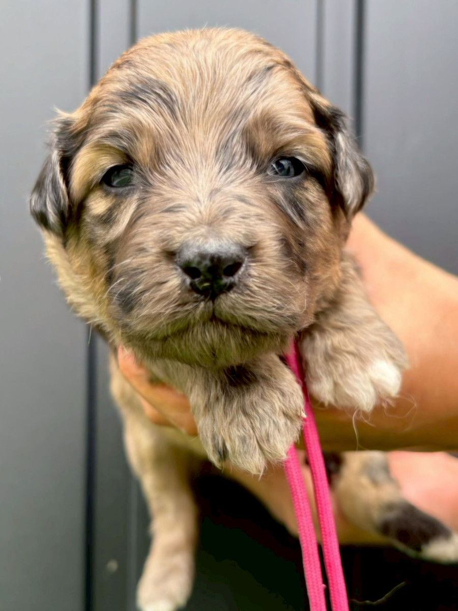 オージードゥードル　濃いピンク