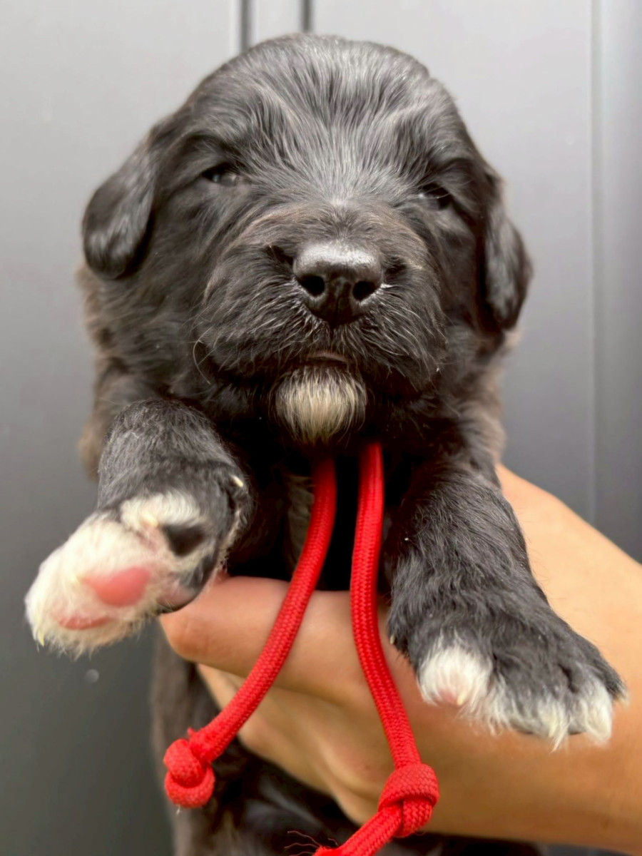 オージードゥードル         　赤