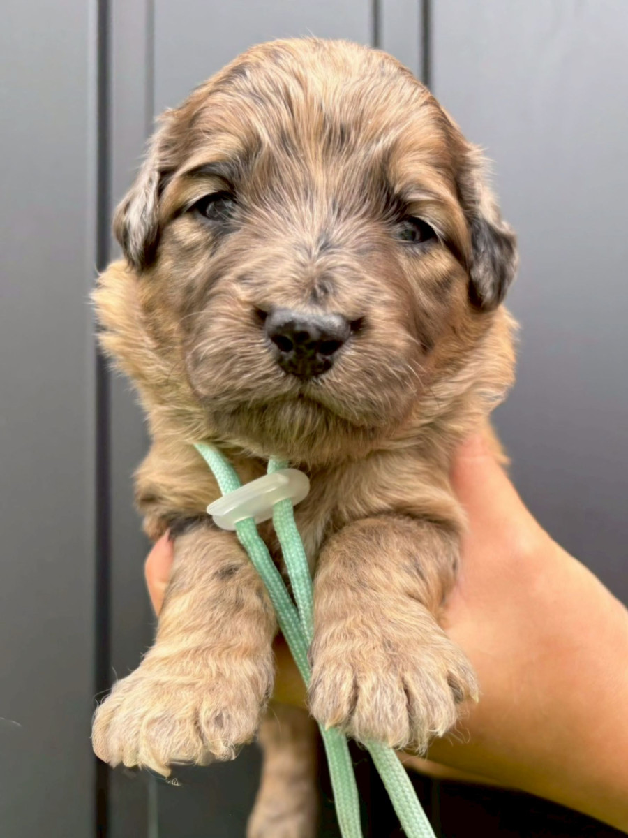 オージードゥードル　水色