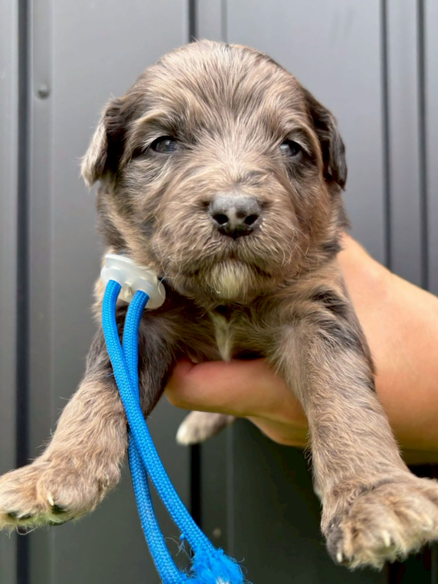 オージードゥードル　青