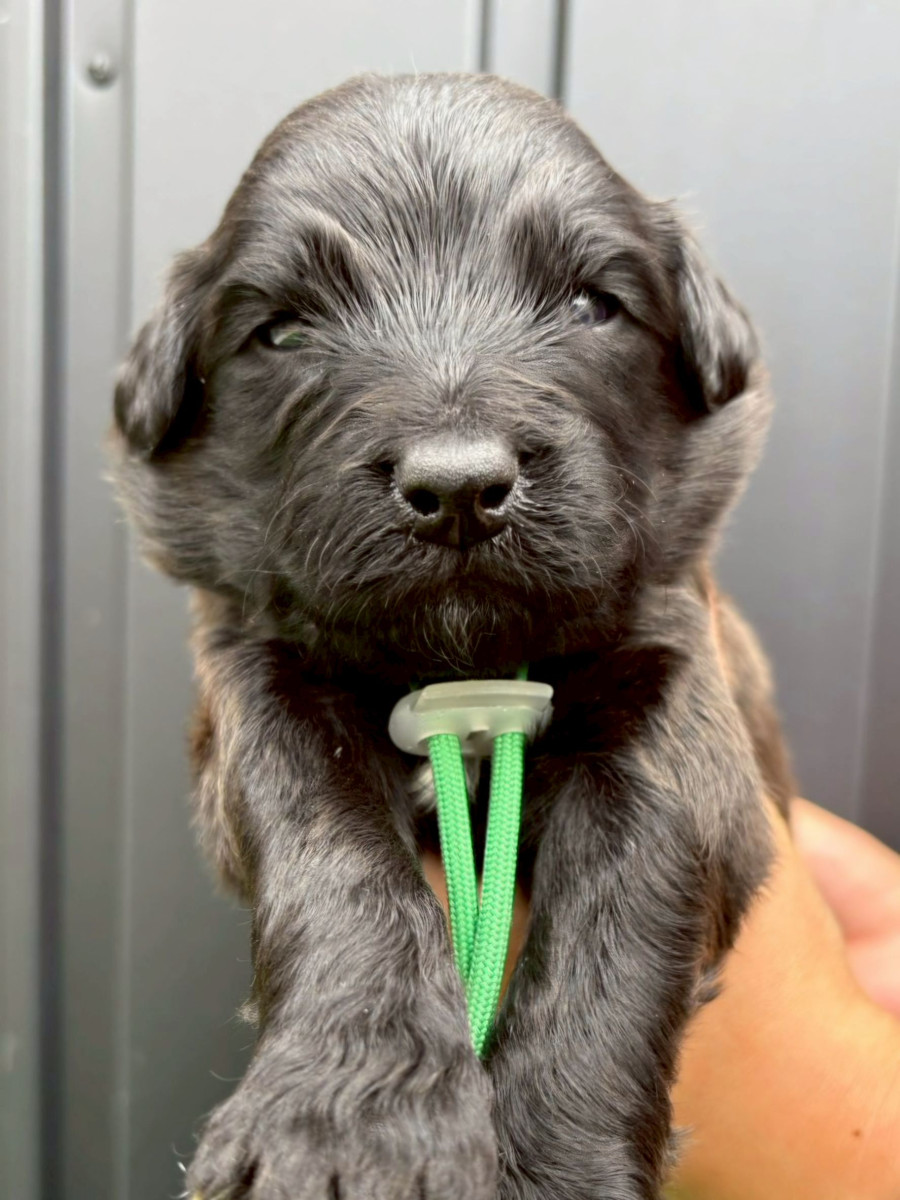 オージードゥードル　緑