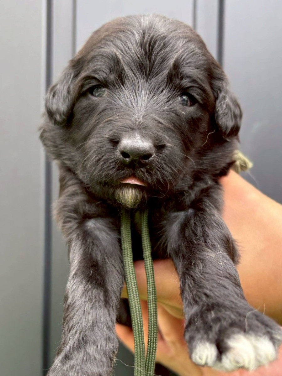 オージードゥードル　カーキ