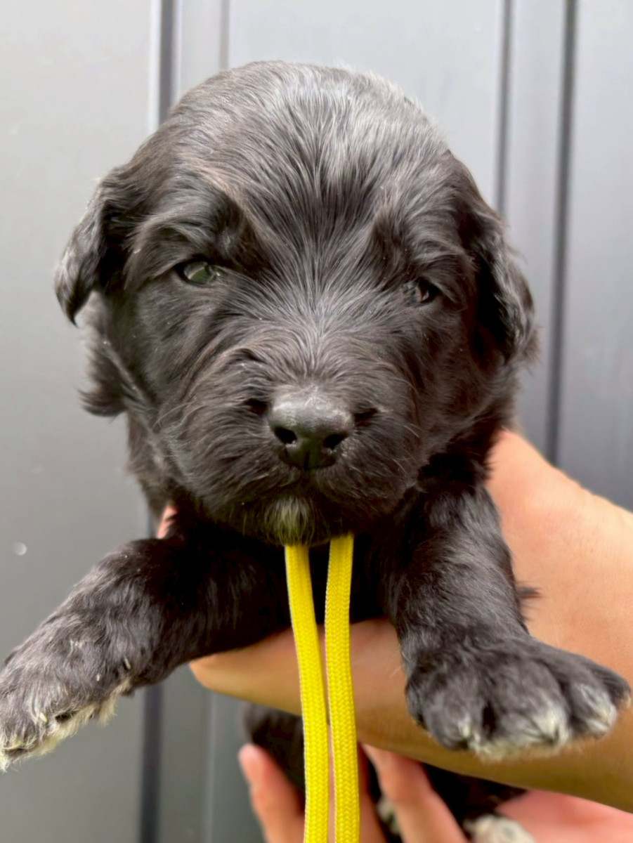 オージードゥードル　黄色