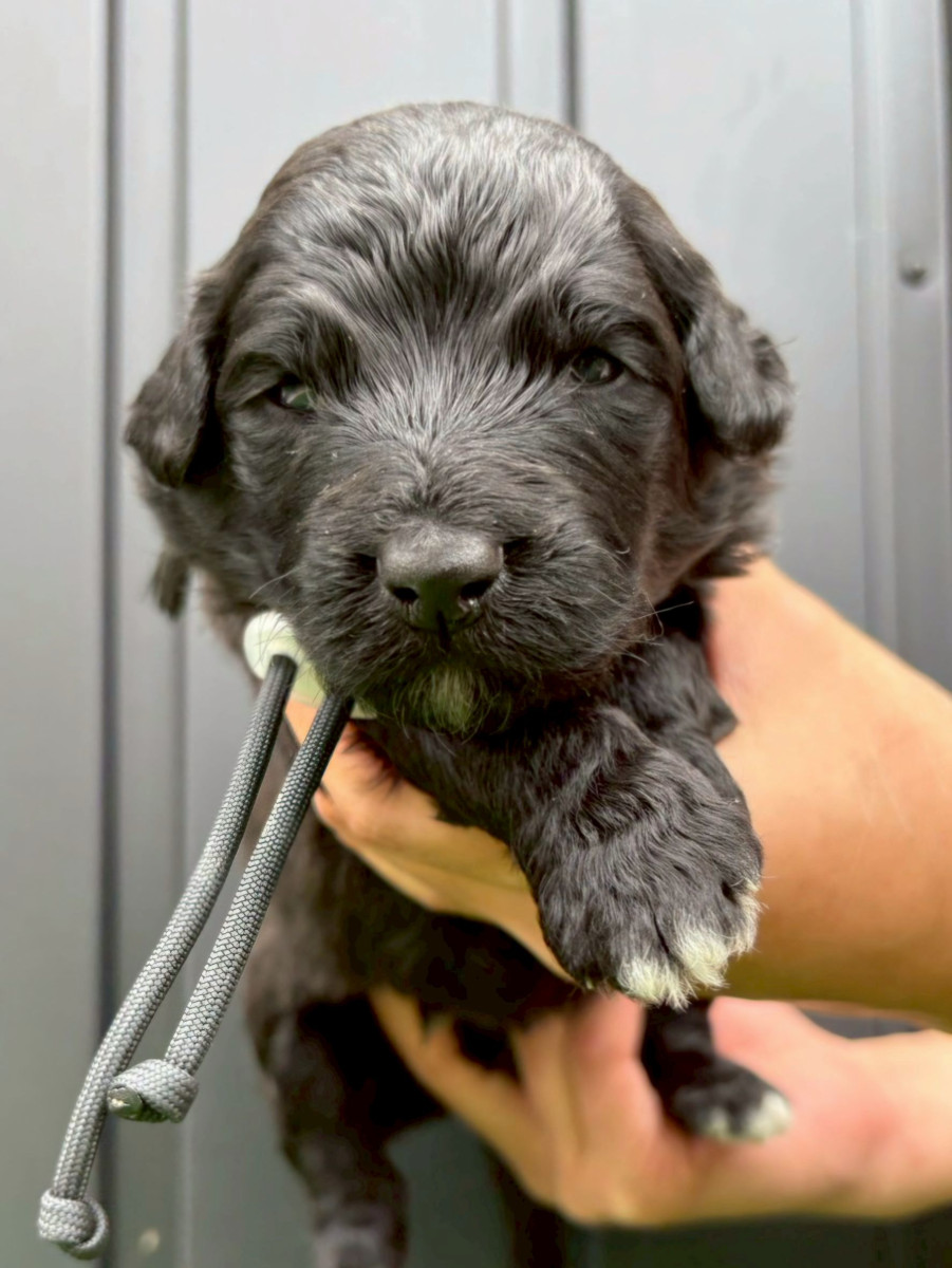 オージードゥードル　黒色