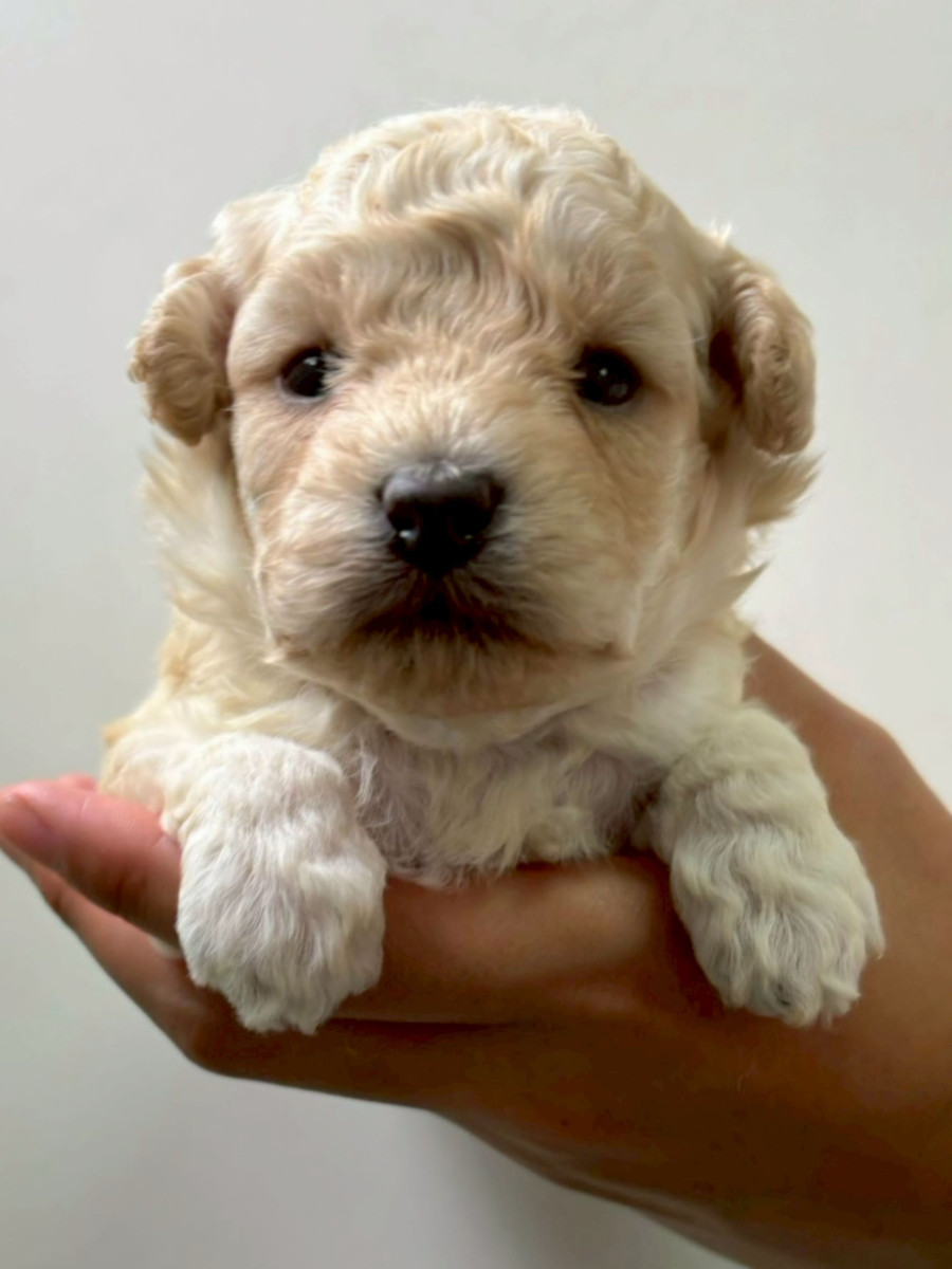 トイプードル　♀