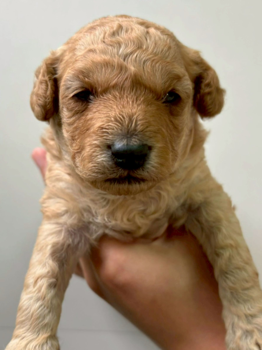 トイプードル　♂