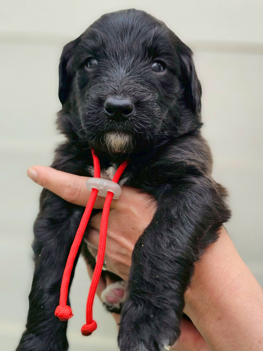 オージードゥードル         　赤