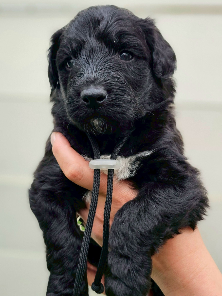 オージードゥードル　黒色