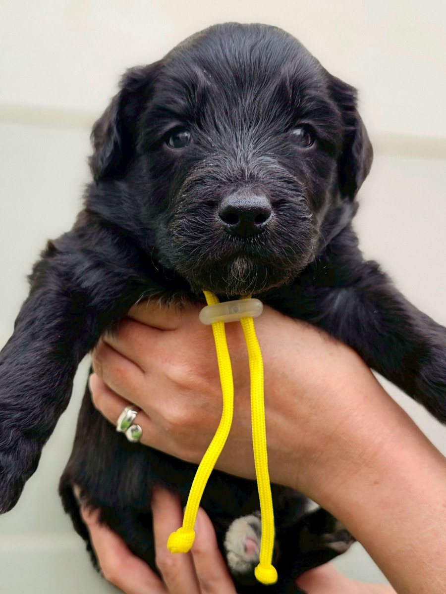 オージードゥードル　黄色