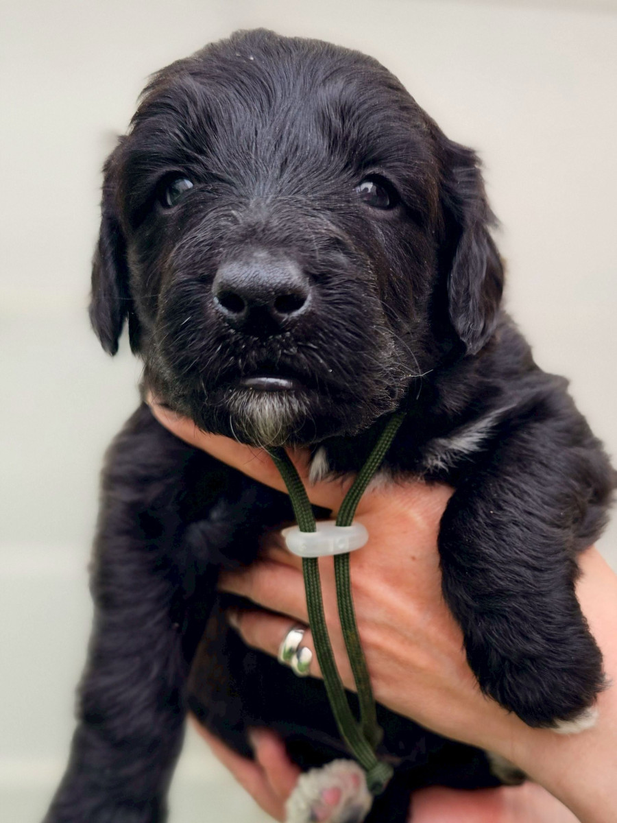 オージードゥードル　カーキ