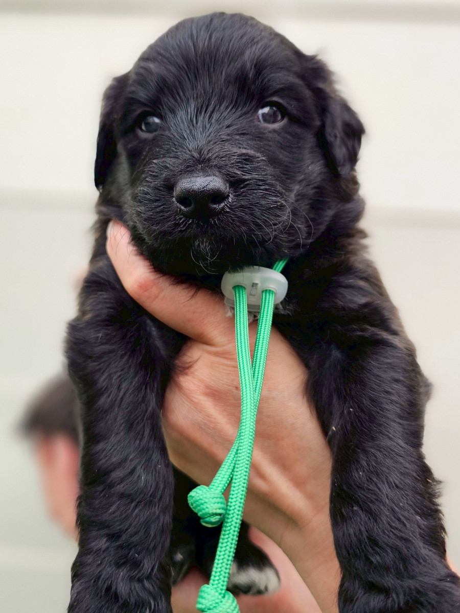 オージードゥードル　緑