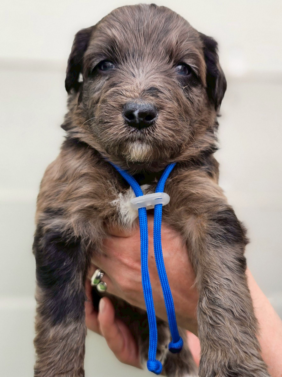 オージードゥードル　青