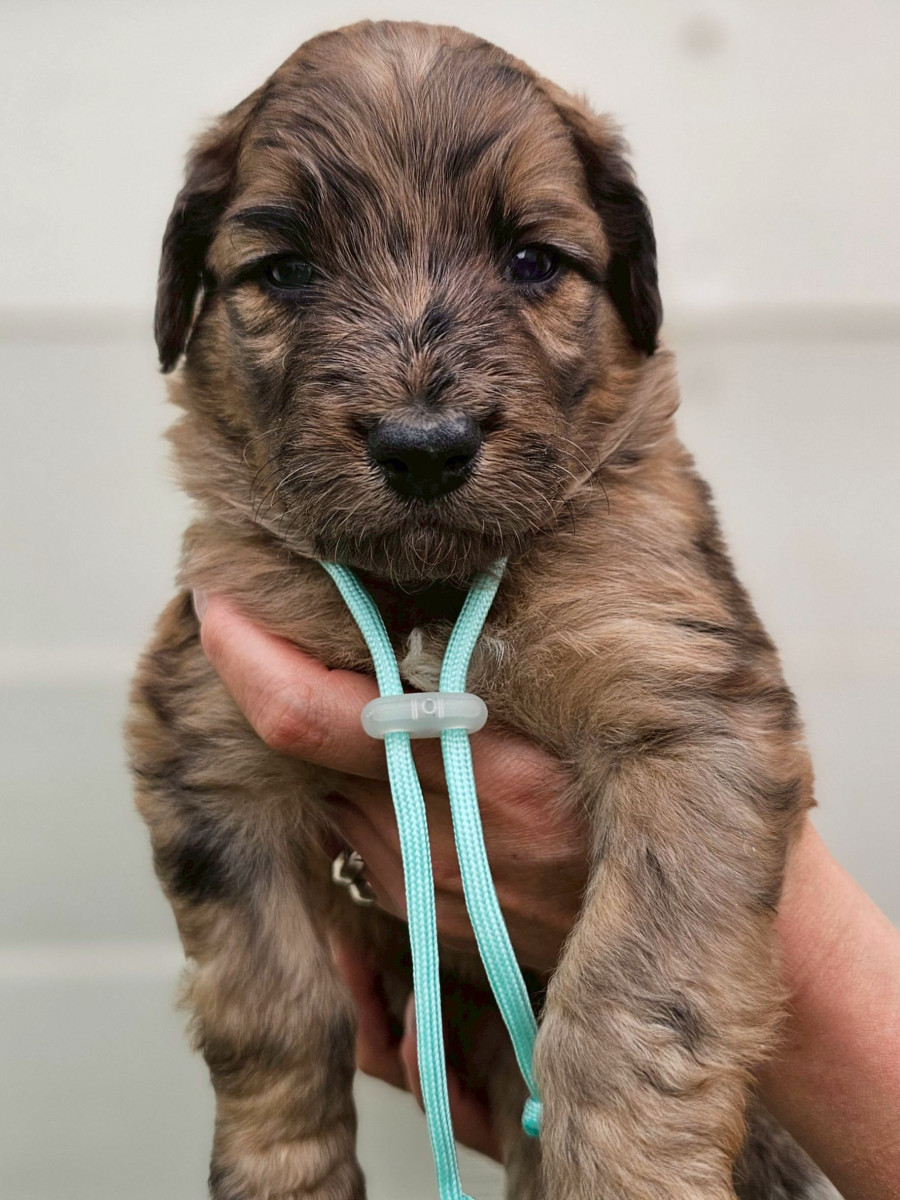 オージードゥードル　水色