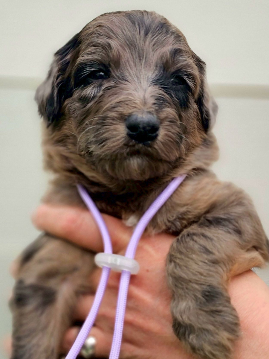 オージードゥードル　薄ムラサキ