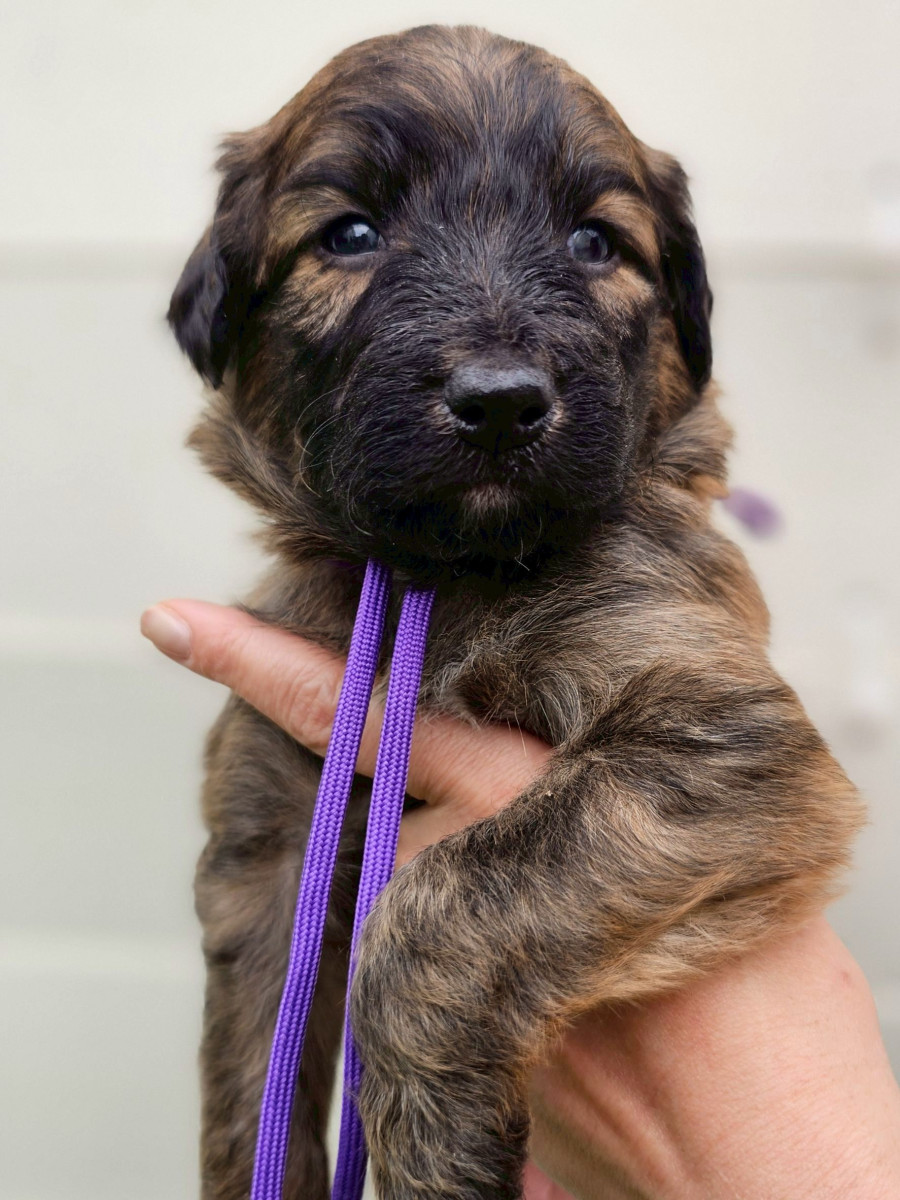 オージードゥードル　　　紫