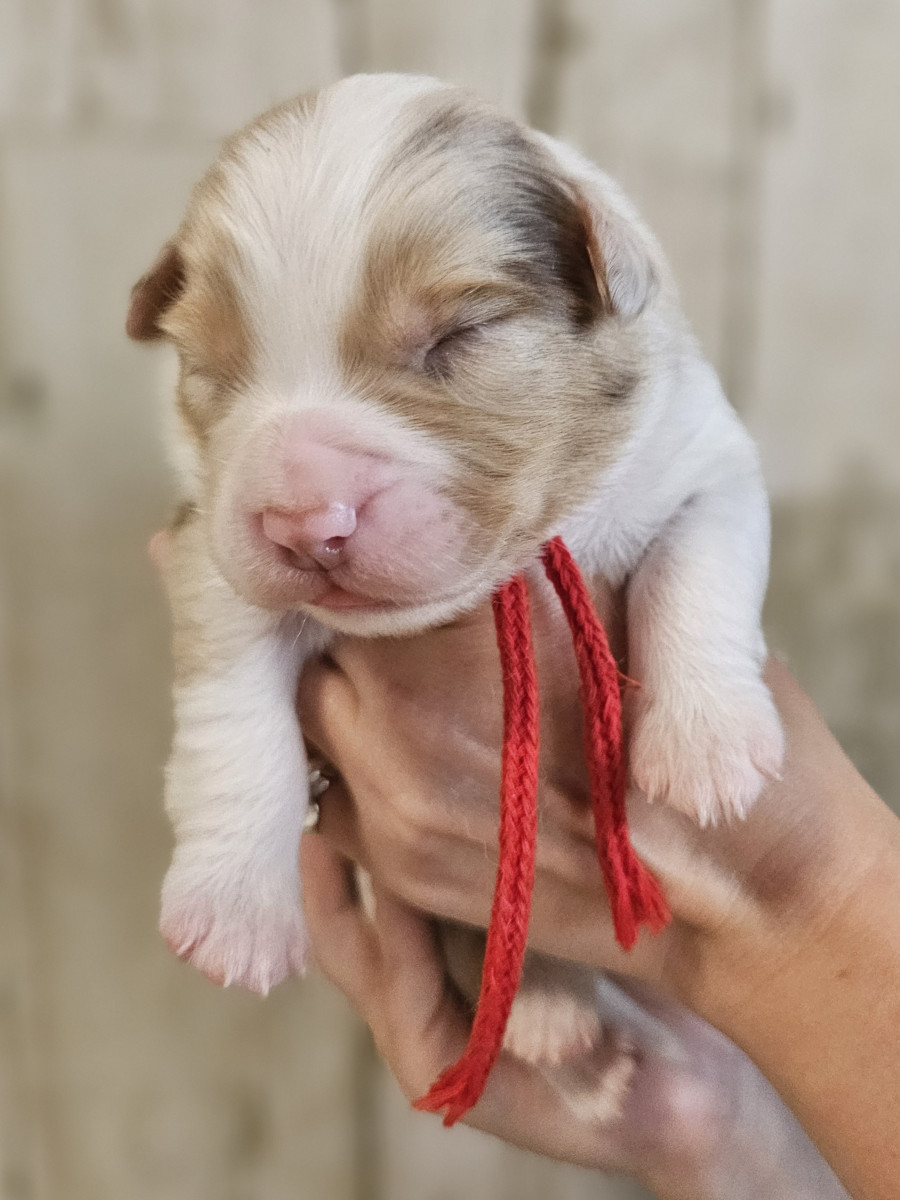 オーストラリアンシェパード　赤