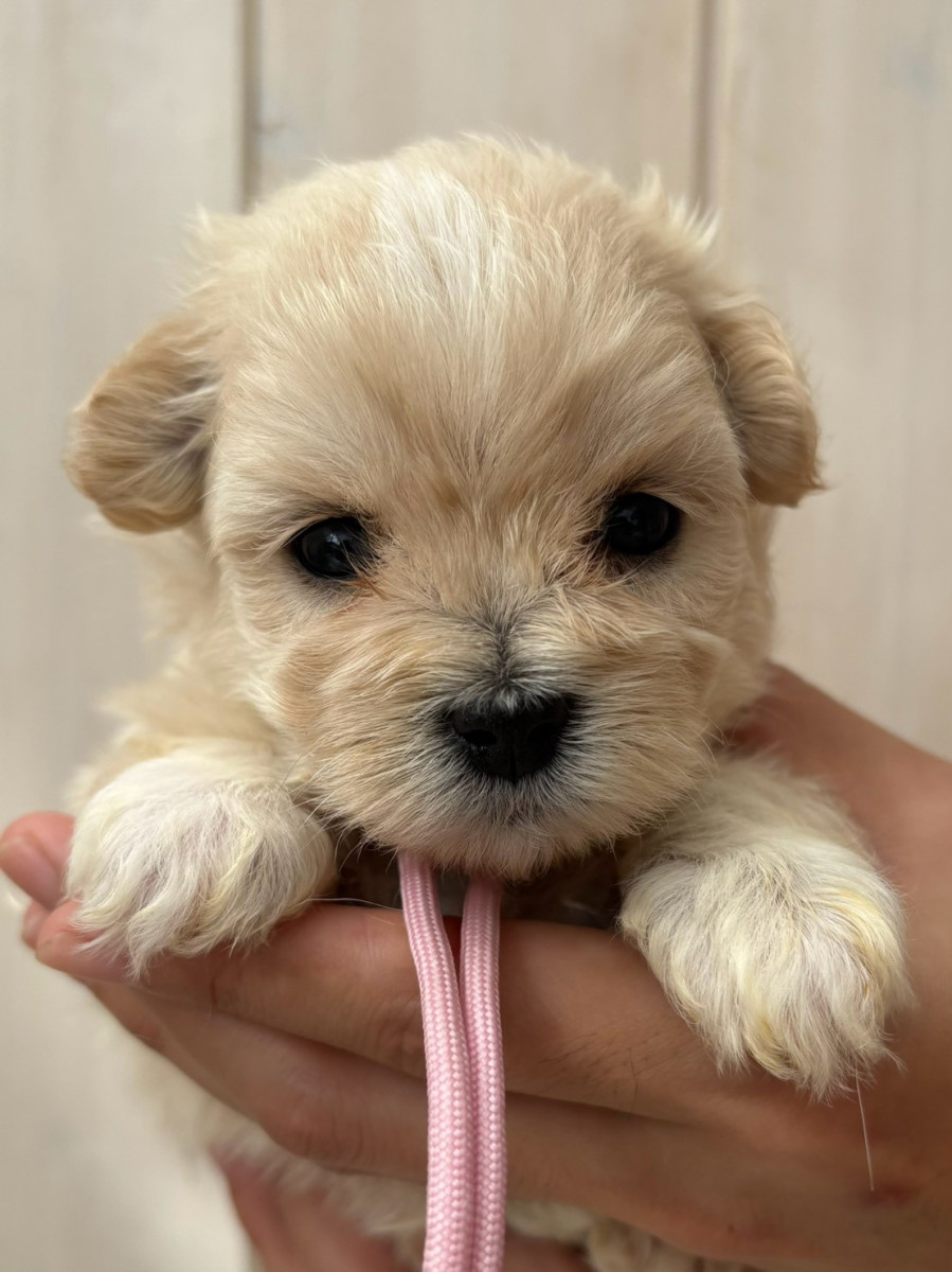 チワマル　ピンク