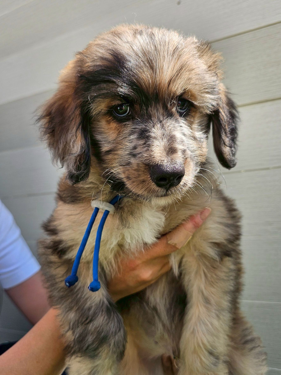 オージードゥードル　青