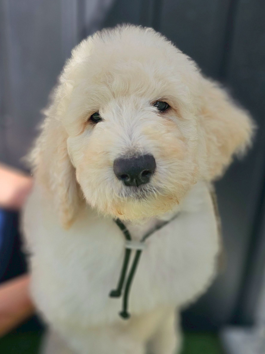 スタンダードプードル　カーキ