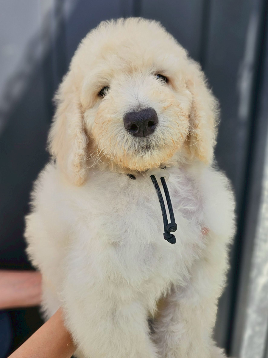 スタンダードプードル　黒