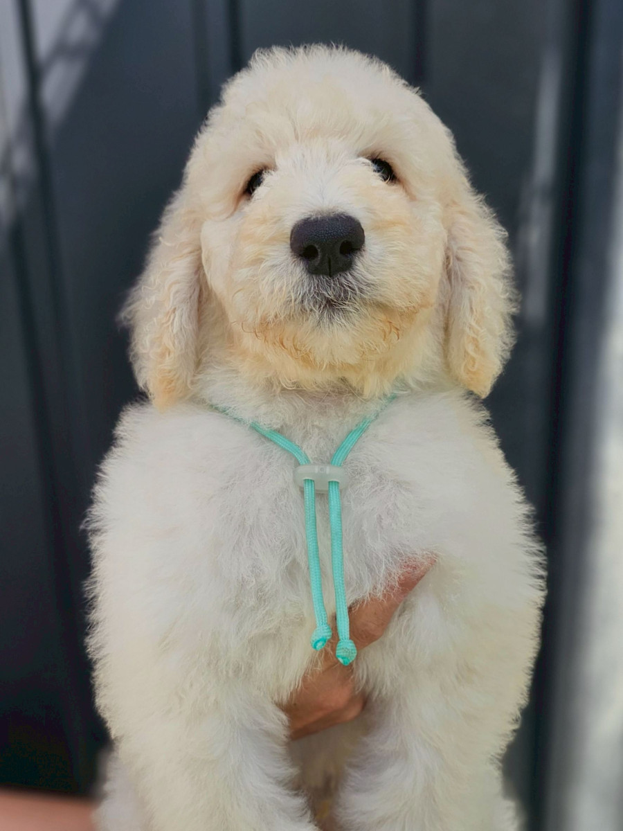 スタンダードプードル　水色