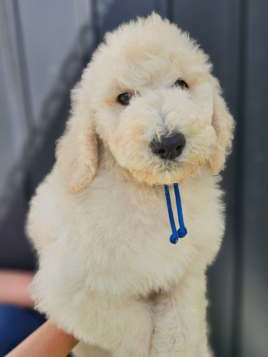 スタンダードプードル　青