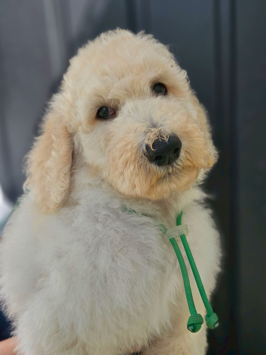 スタンダードプードル　緑