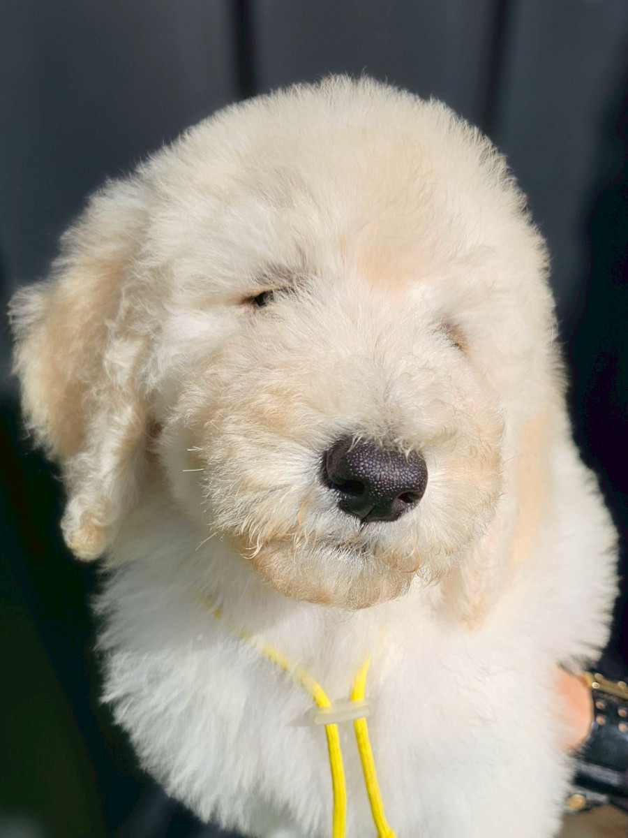 スタンダードプードル　黄色