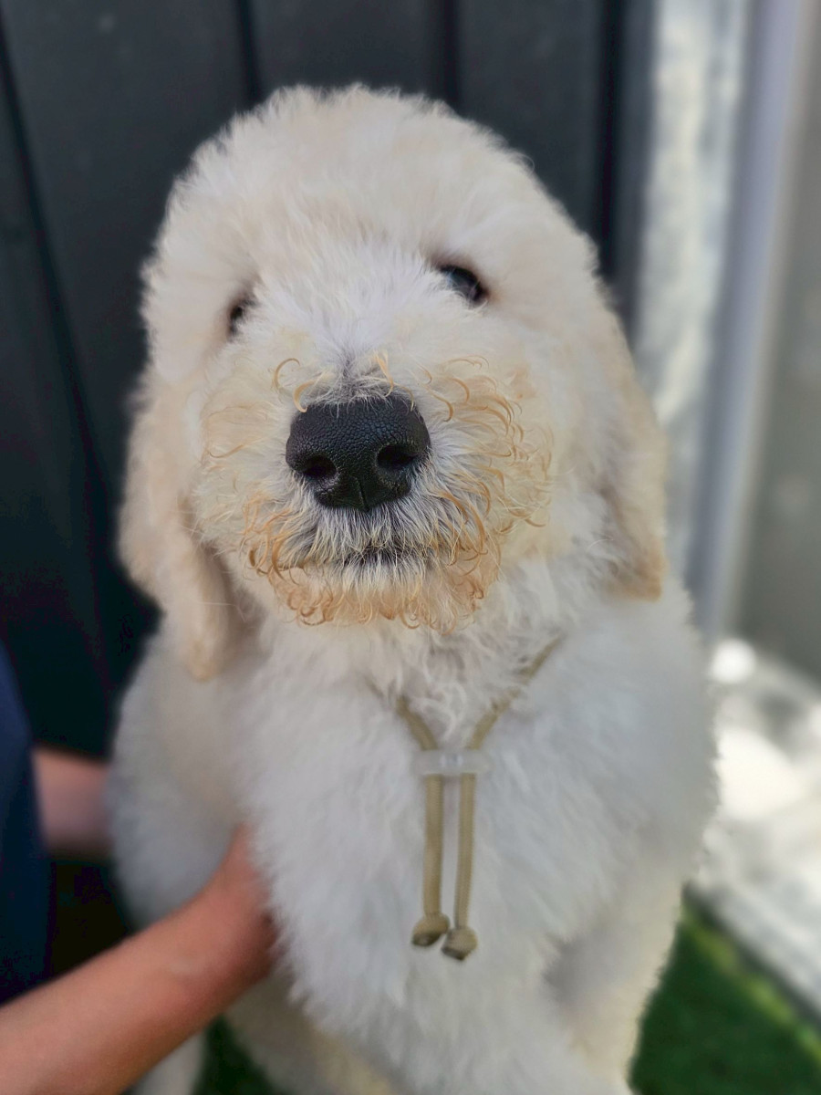 スタンダードプードル　ベージュ