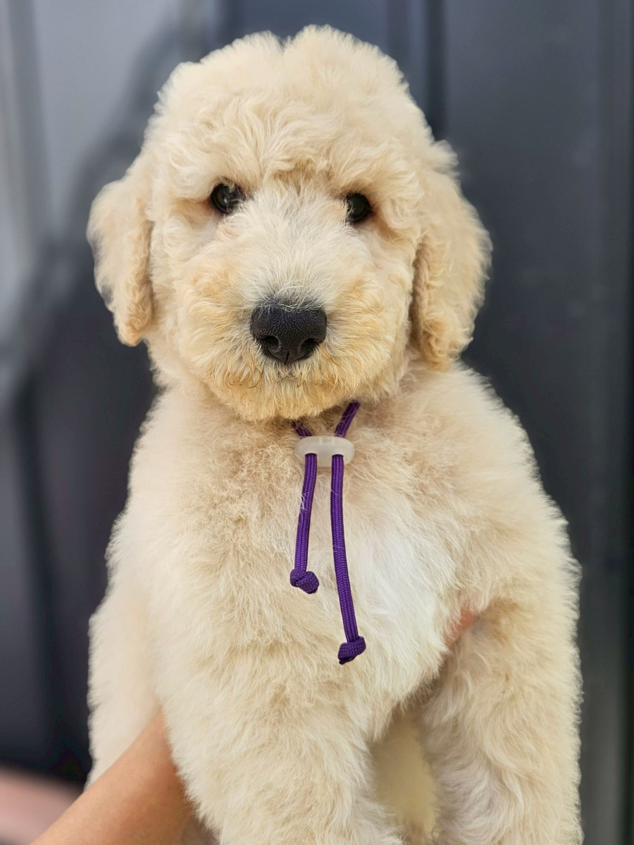 スタンダードプードル　紫