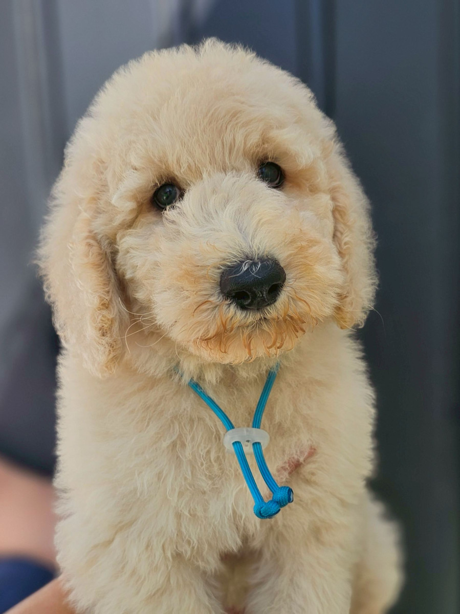 スタンダードプードル　空色